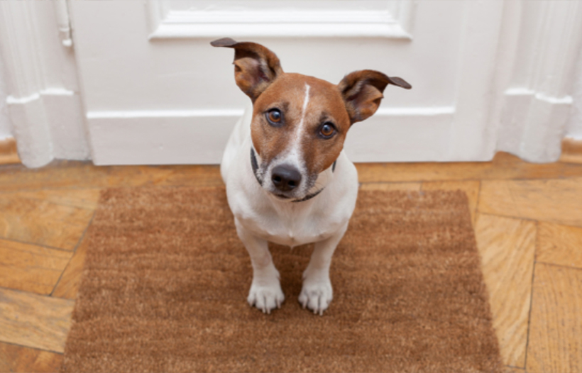Dog sitting at front door