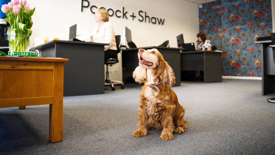 Dog in the Pocock + Shaw office
